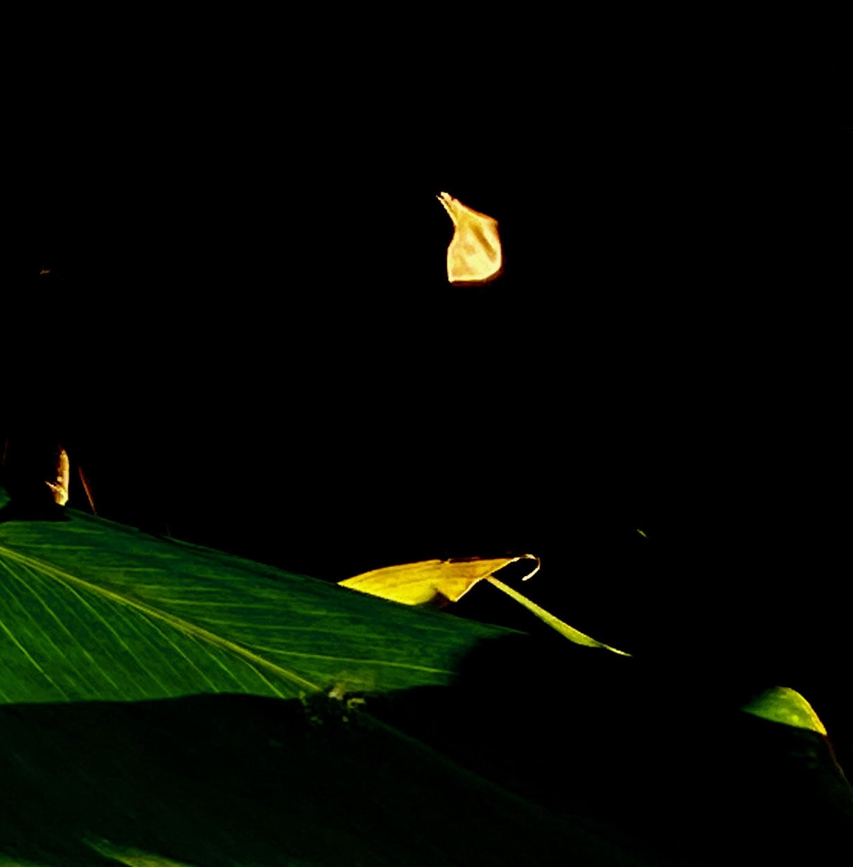Noites da Floresta by Silvana LaCreta Ravena