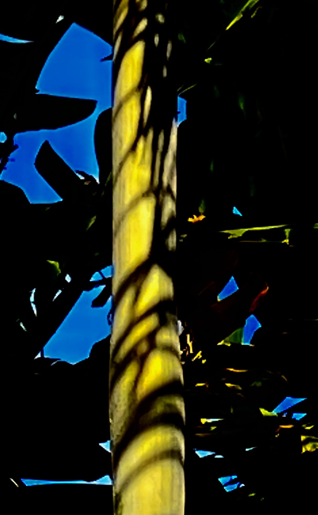 Noites da Floresta by Silvana LaCreta Ravena