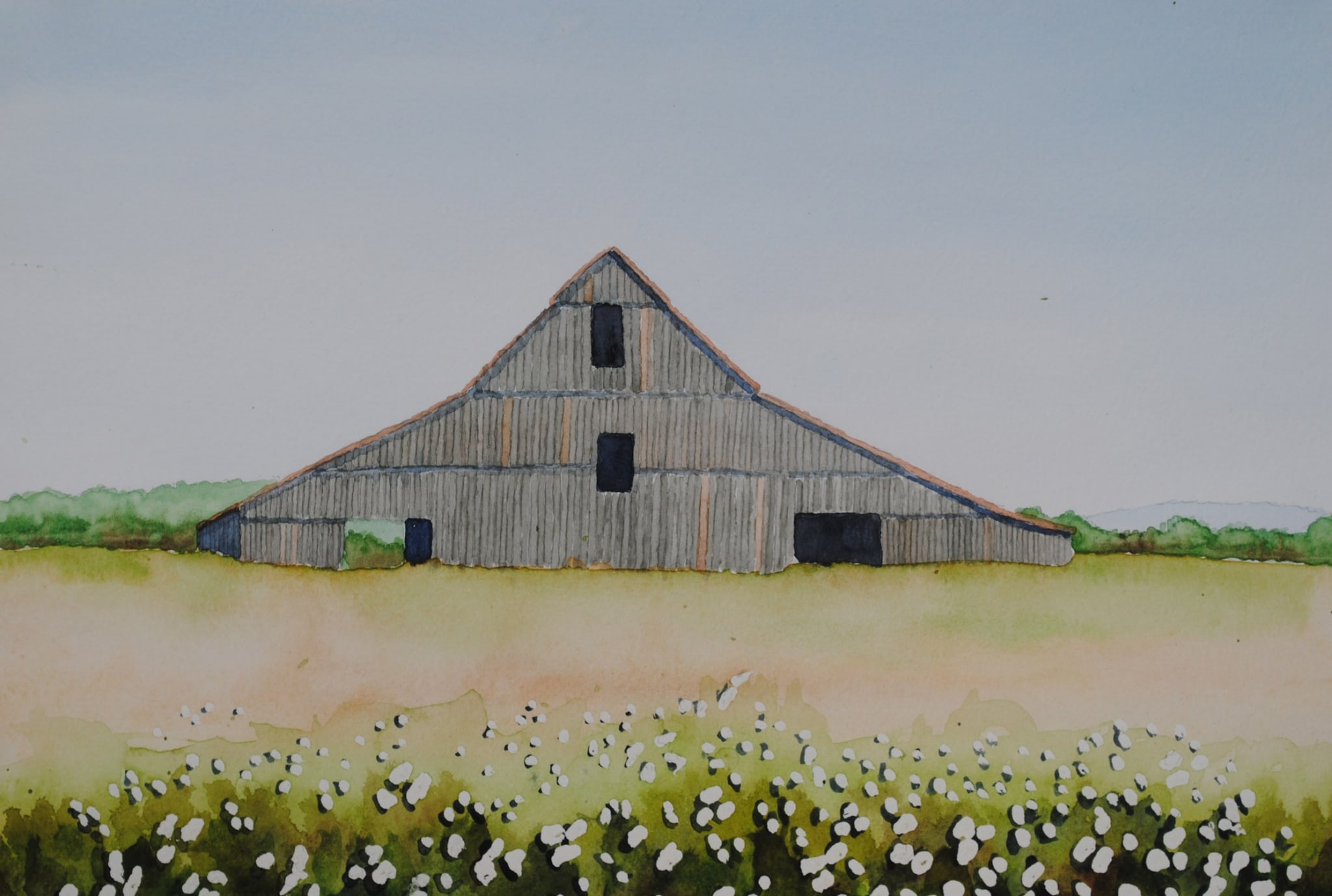 old barn with cotton by sherman barnes