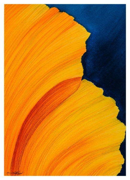 California Poppy by Marcia J Popp