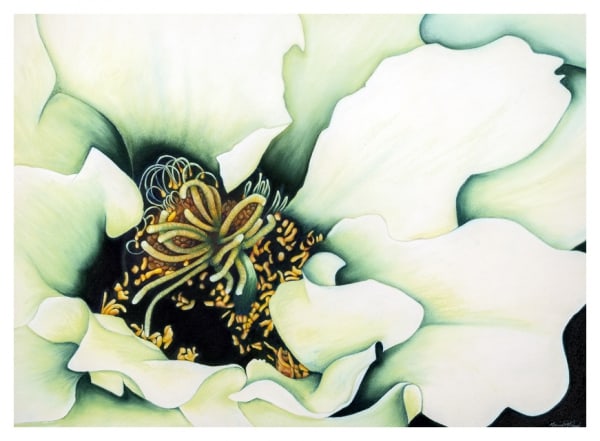 Queen of the NIght by Marcia J Popp