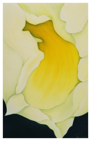Yellow Iris by Marcia J Popp