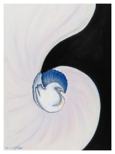 Nautilus III by Marcia J Popp