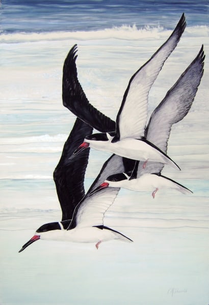 Three Skimmers by Rebecca McDannold
