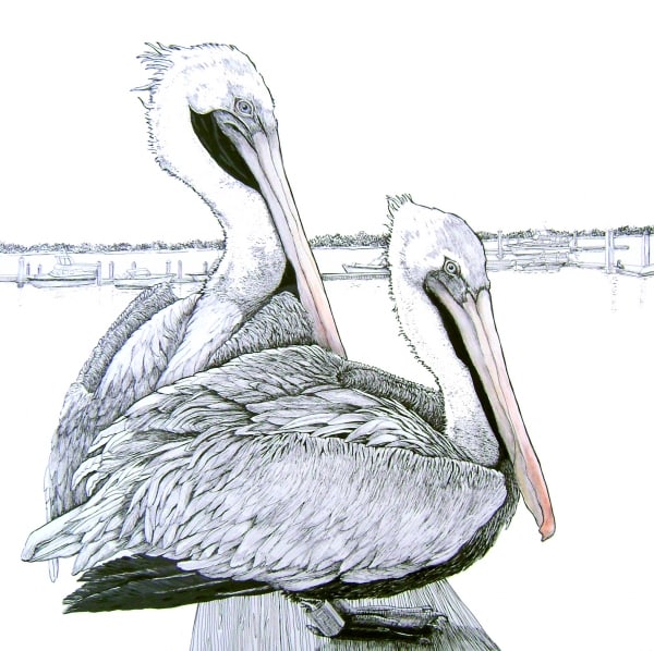 Marina Pelicans by Rebecca McDannold