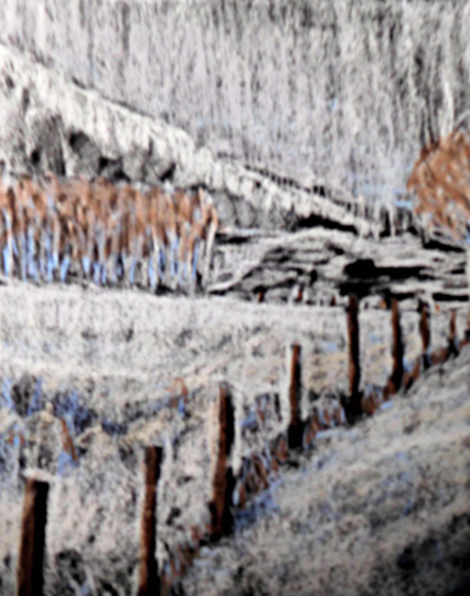 snow scene by cynthia uden
