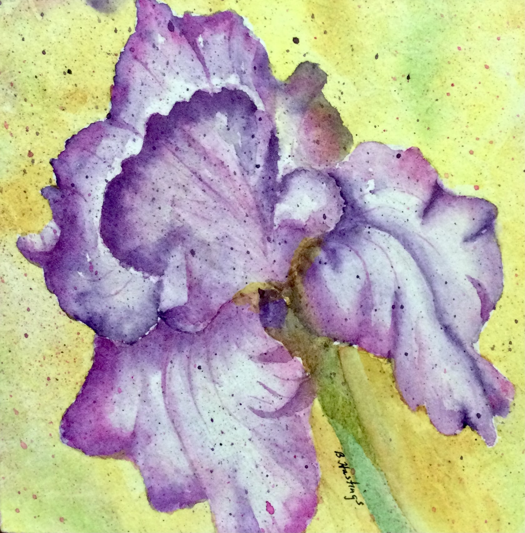 IRRESISTIBLE IRIS by Bonnie Hastings