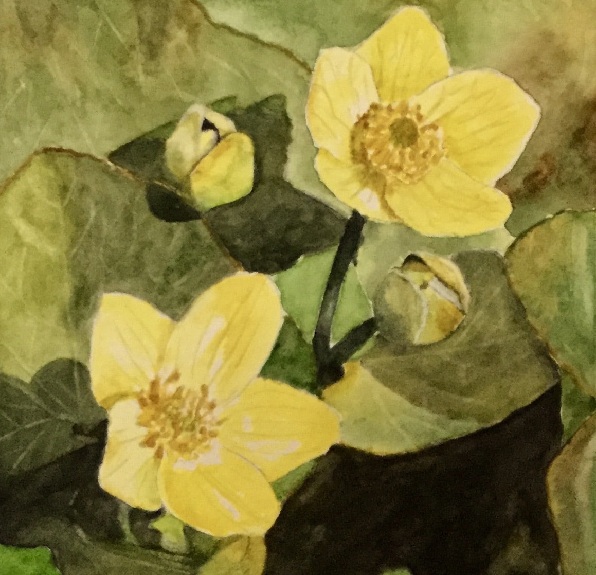 HERB OF THE SUN by Bonnie Hastings