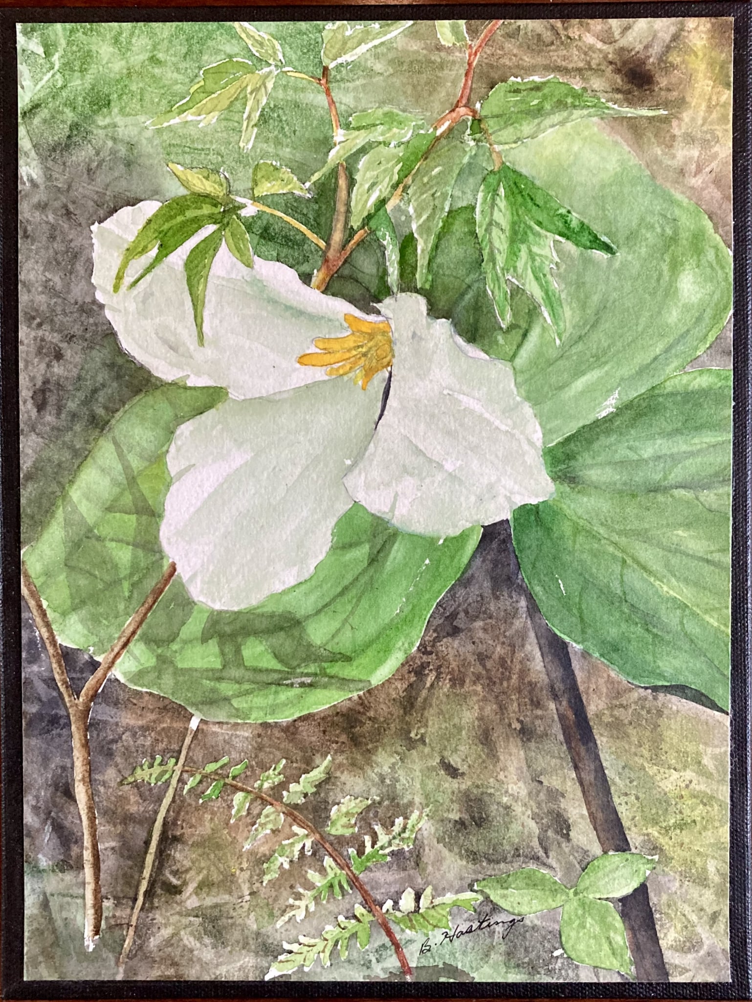 Trillium Grandiflorum by Bonnie Hastings