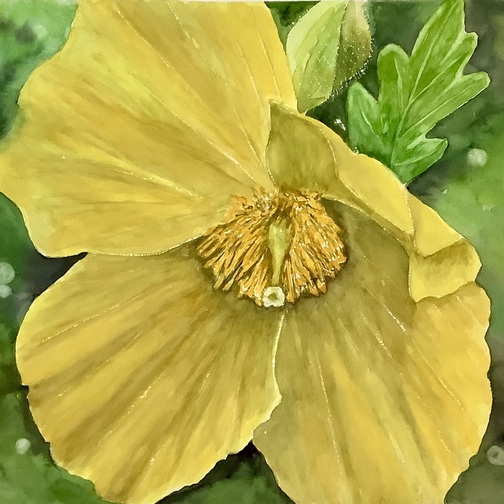 Celandine Poppy 2 by Bonnie Hastings