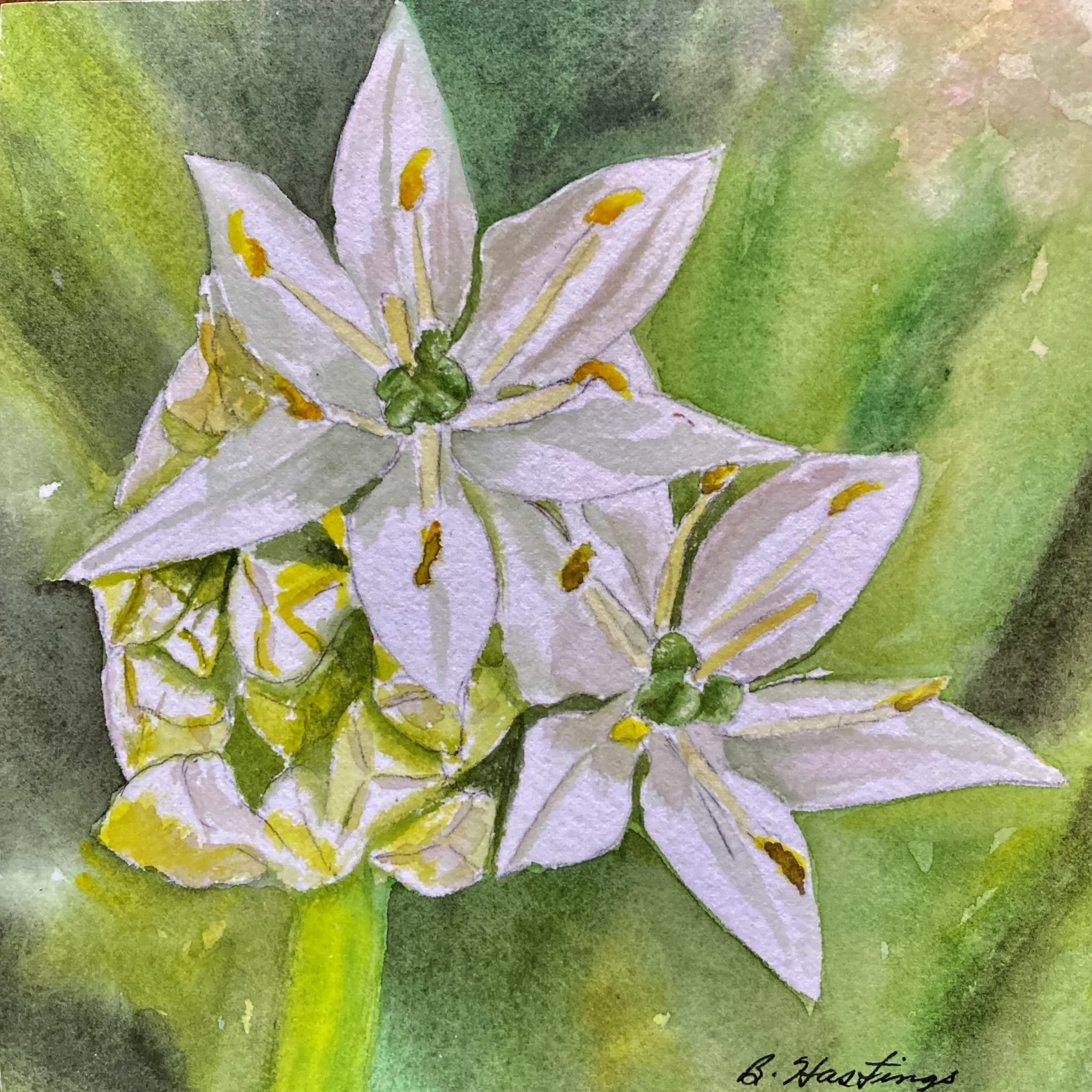Camassia by Bonnie Hastings