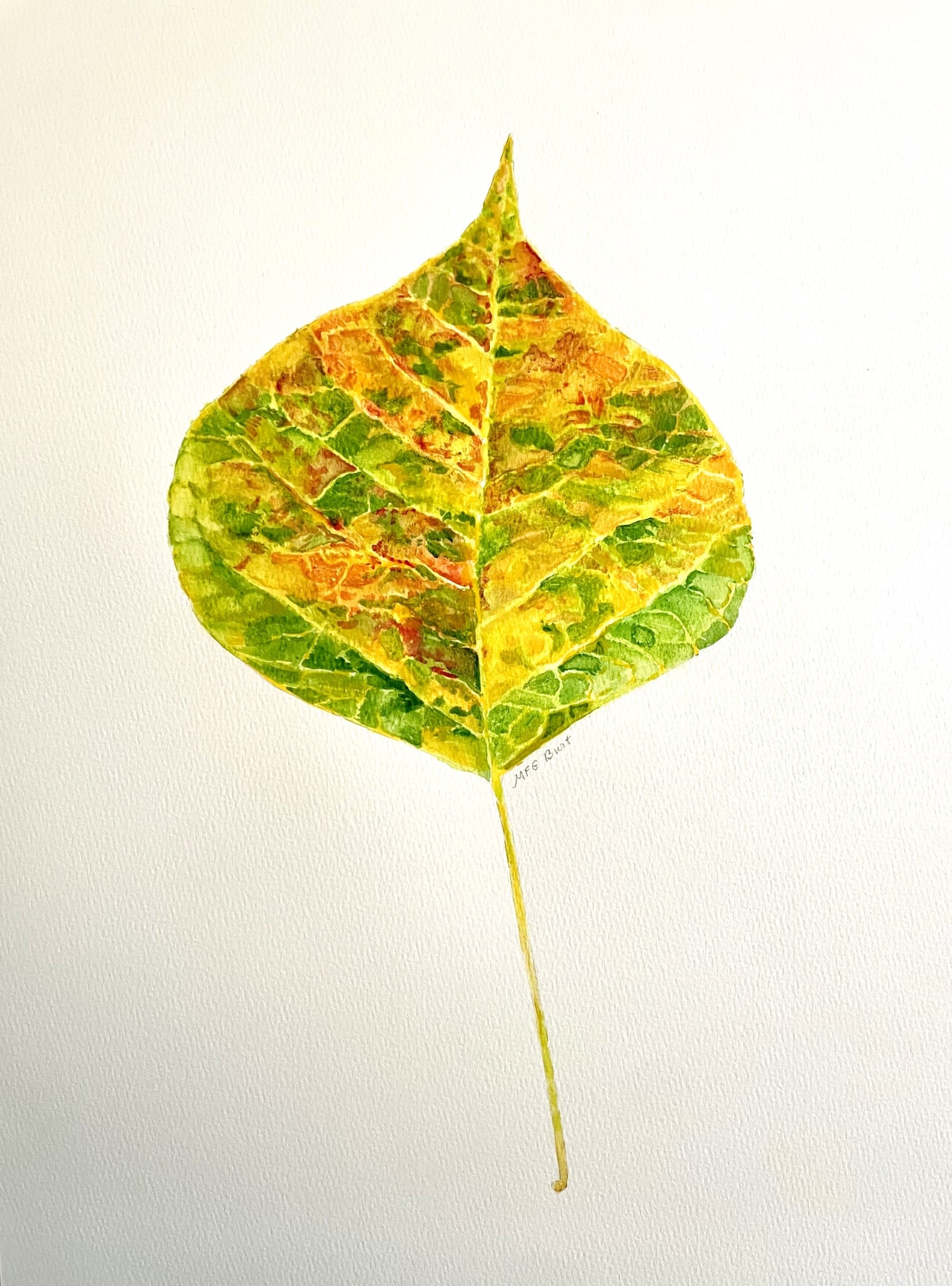 Chinese Tallow Green by M.F.G. BURT