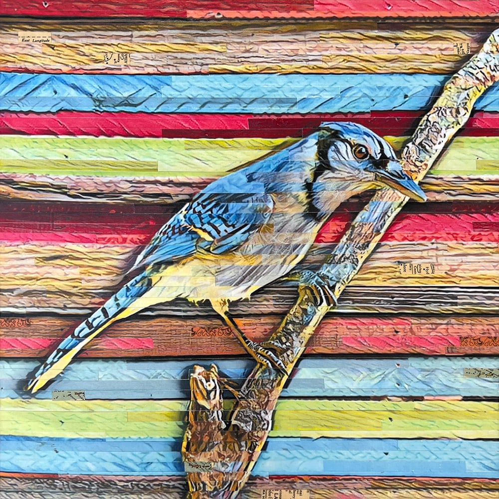 Blue Note Jay by Lori Reed