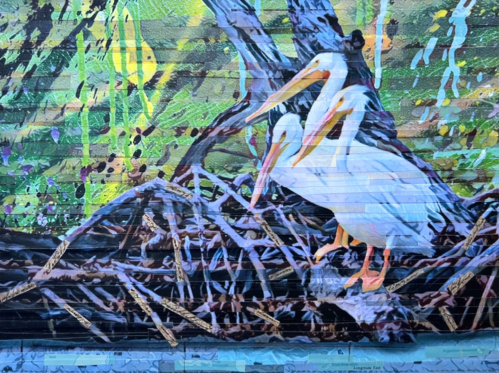 Gossiping Pelicans by Lori Reed