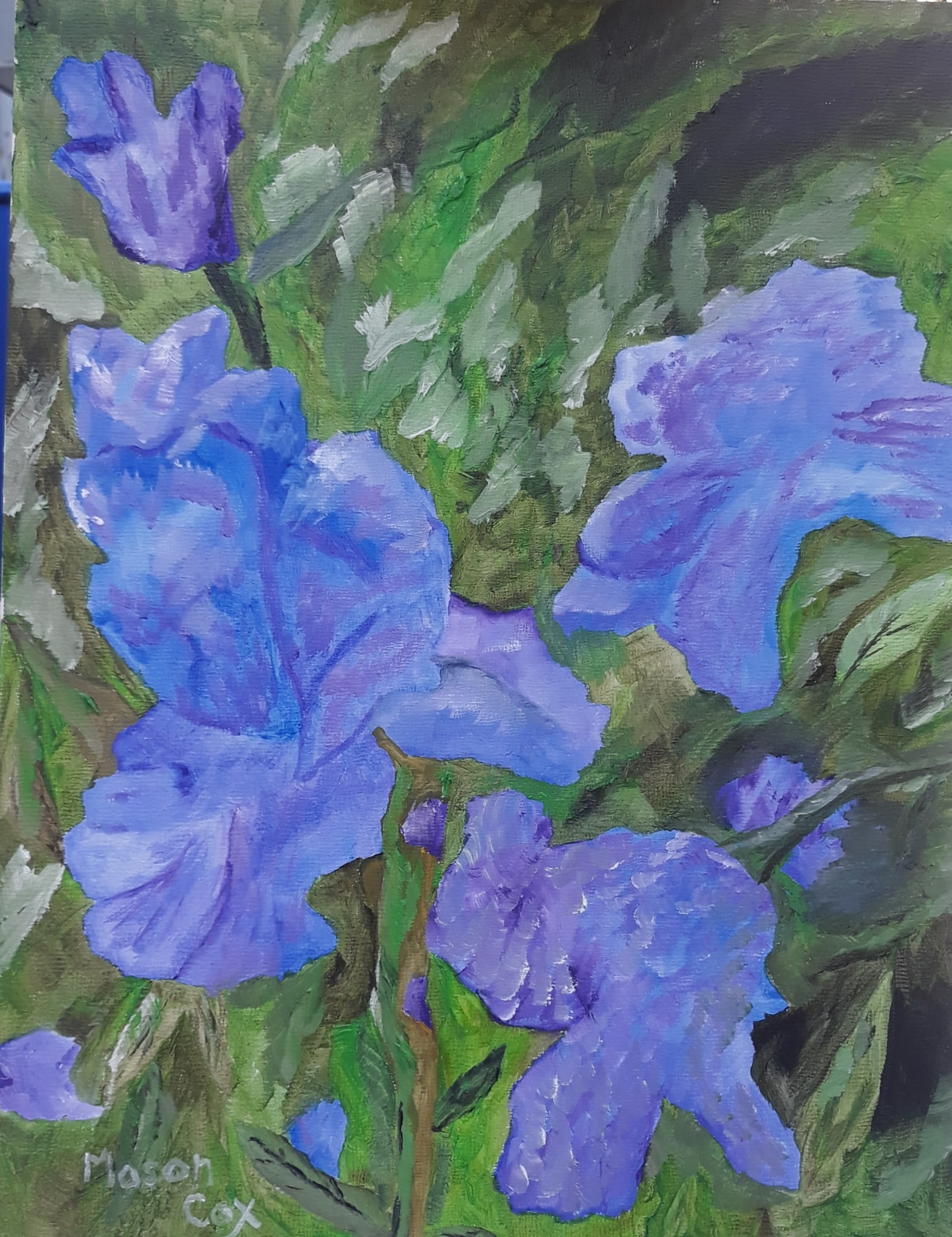 Blue Iris by Mason Cox