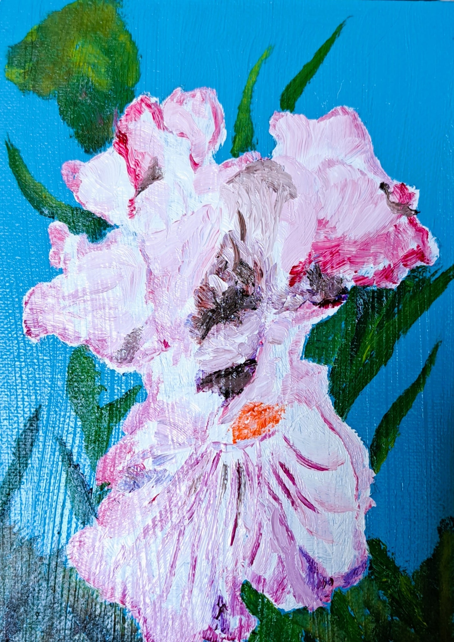 White with Pink Iris by Mason Cox