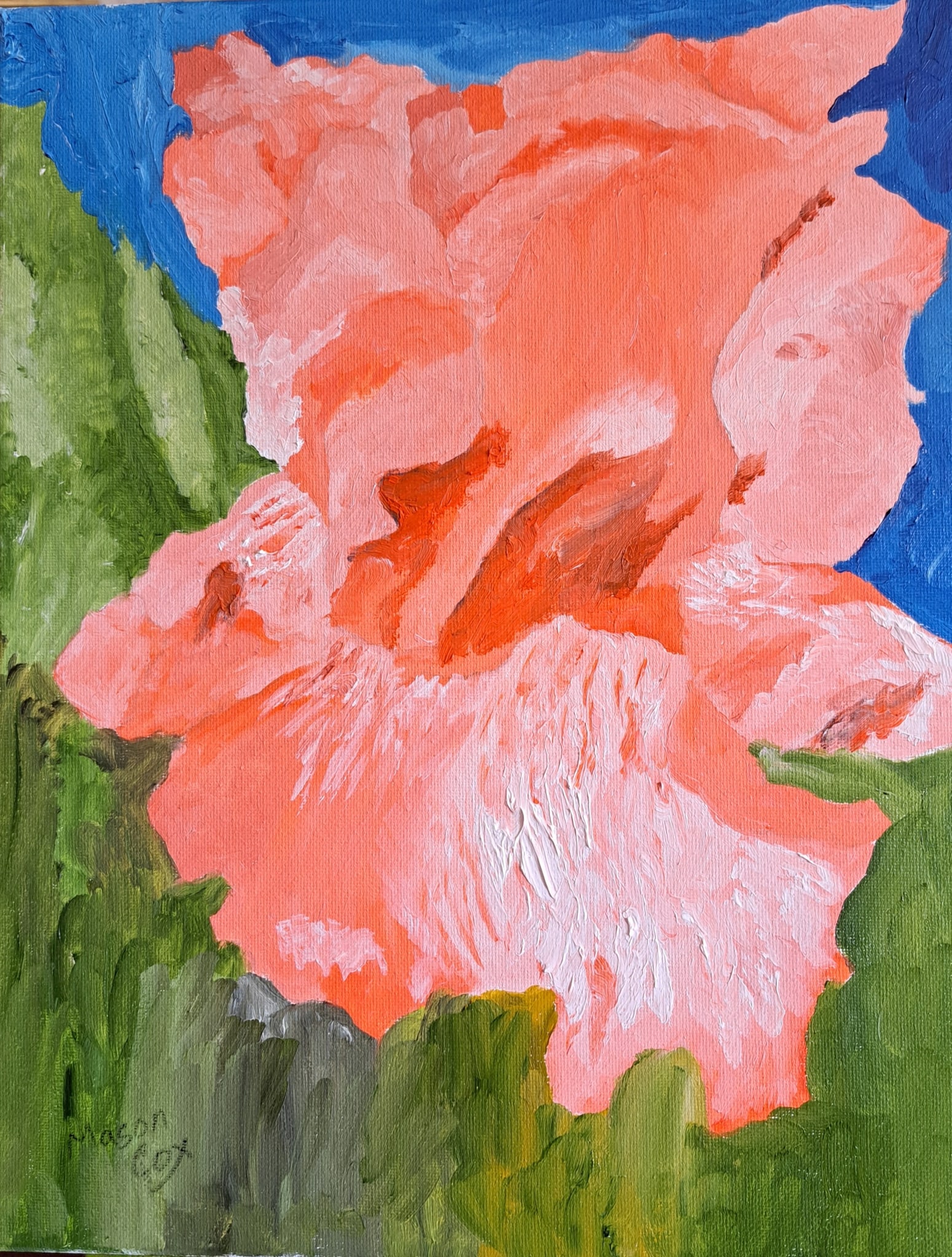 Pink Iris by Mason Cox