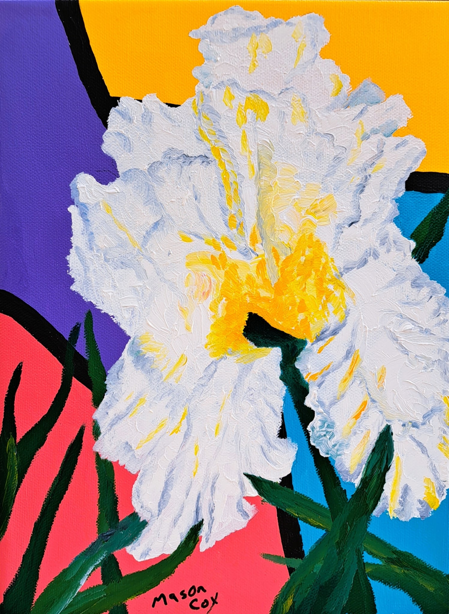 White/yellow iris by Mason Cox
