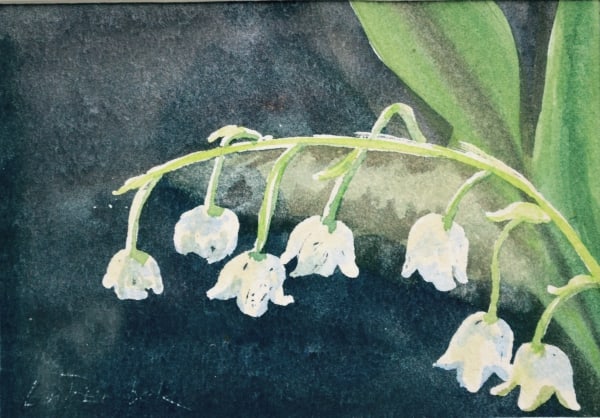 Muguet des Bois (study) by Lin Beribak