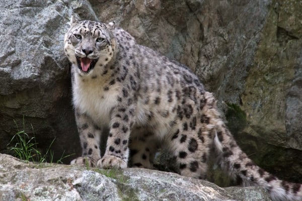 Snow Leopard #1 by Tom Borgal Photography