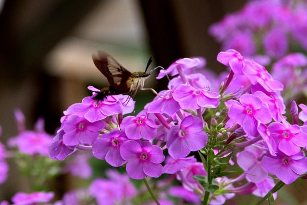 Proboscising for Nectar by Tom Borgal Photography