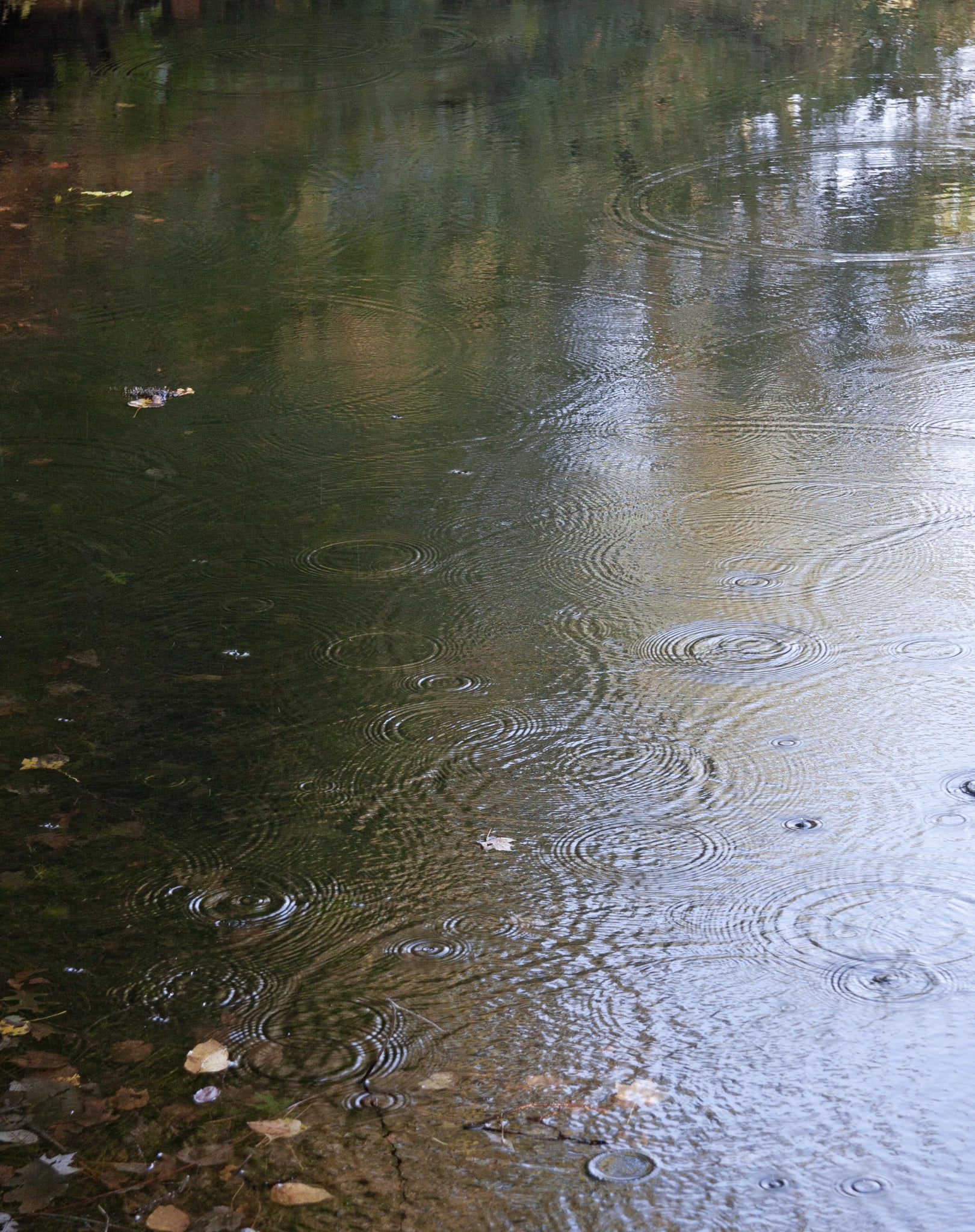Rain Drops on Pond by Tom Borgal Photography