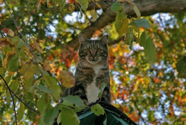 Jasper on Roof by Tom Borgal Photography