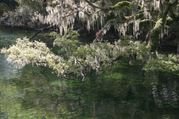 Blue Springs Tree by Tom Borgal Photography