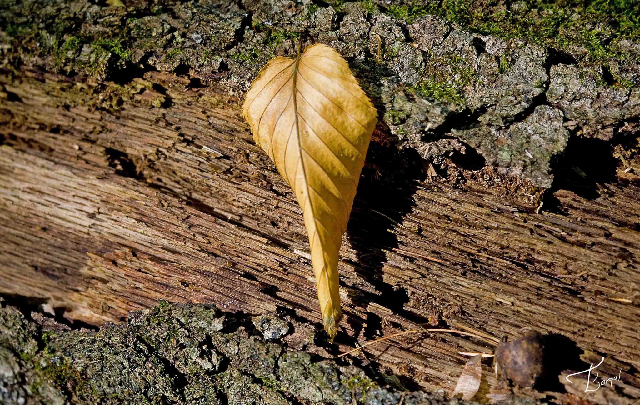 Heart of Gold by Tom Borgal Photography