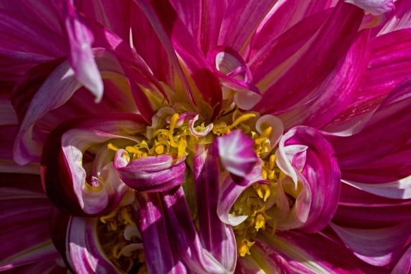 Tangle of Pink by Tom Borgal Photography