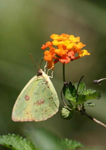 Nectar Break by Tom Borgal Photography