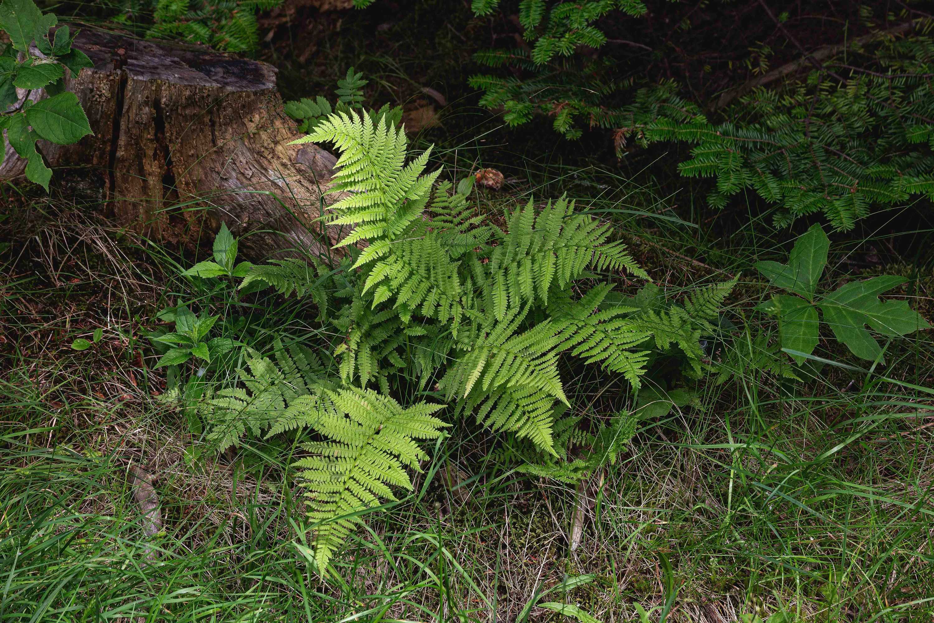 Sunlight on Fern