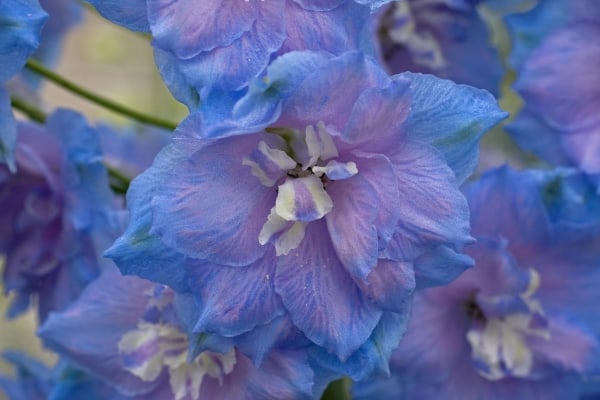 Rhapsody in Blue by Tom Borgal Photography