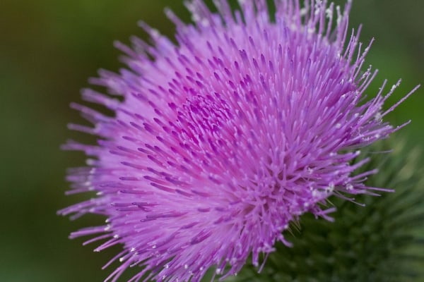 Purple Explosion by Tom Borgal Photography