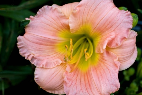 Pink Ruffles by Tom Borgal Photography