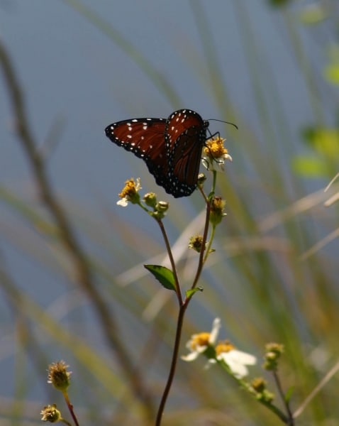 The Queen by Tom Borgal Photography