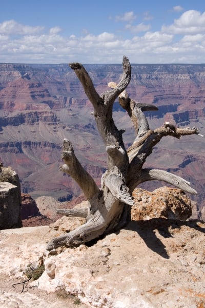 Dead Tree at Grand Canyon by Tom Borgal Photography