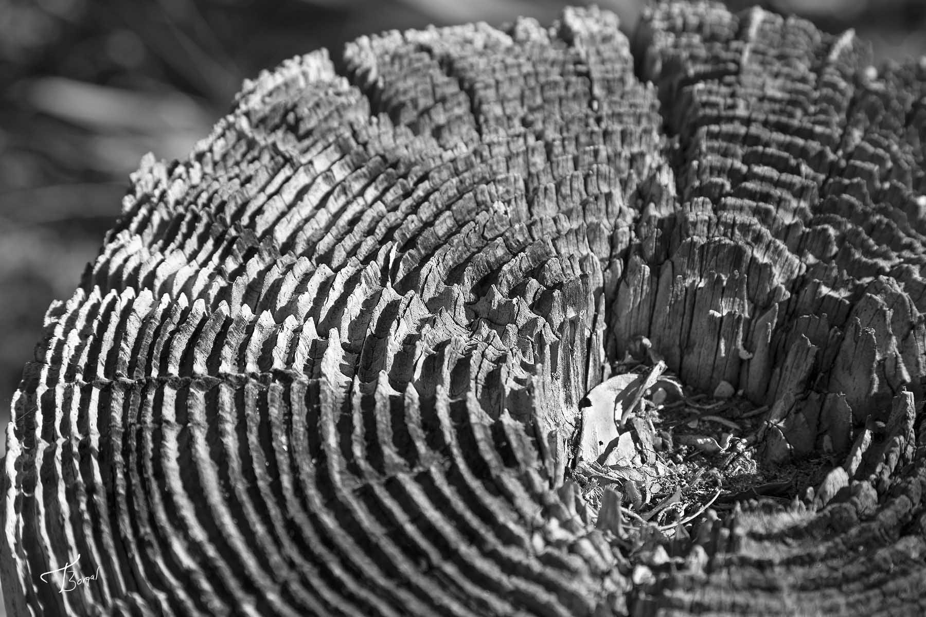Ridges by Tom Borgal Photography