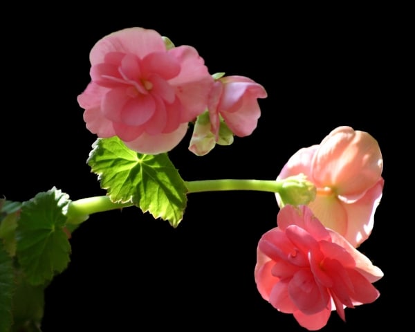 Flowers on Black Background by Tom Borgal Photography