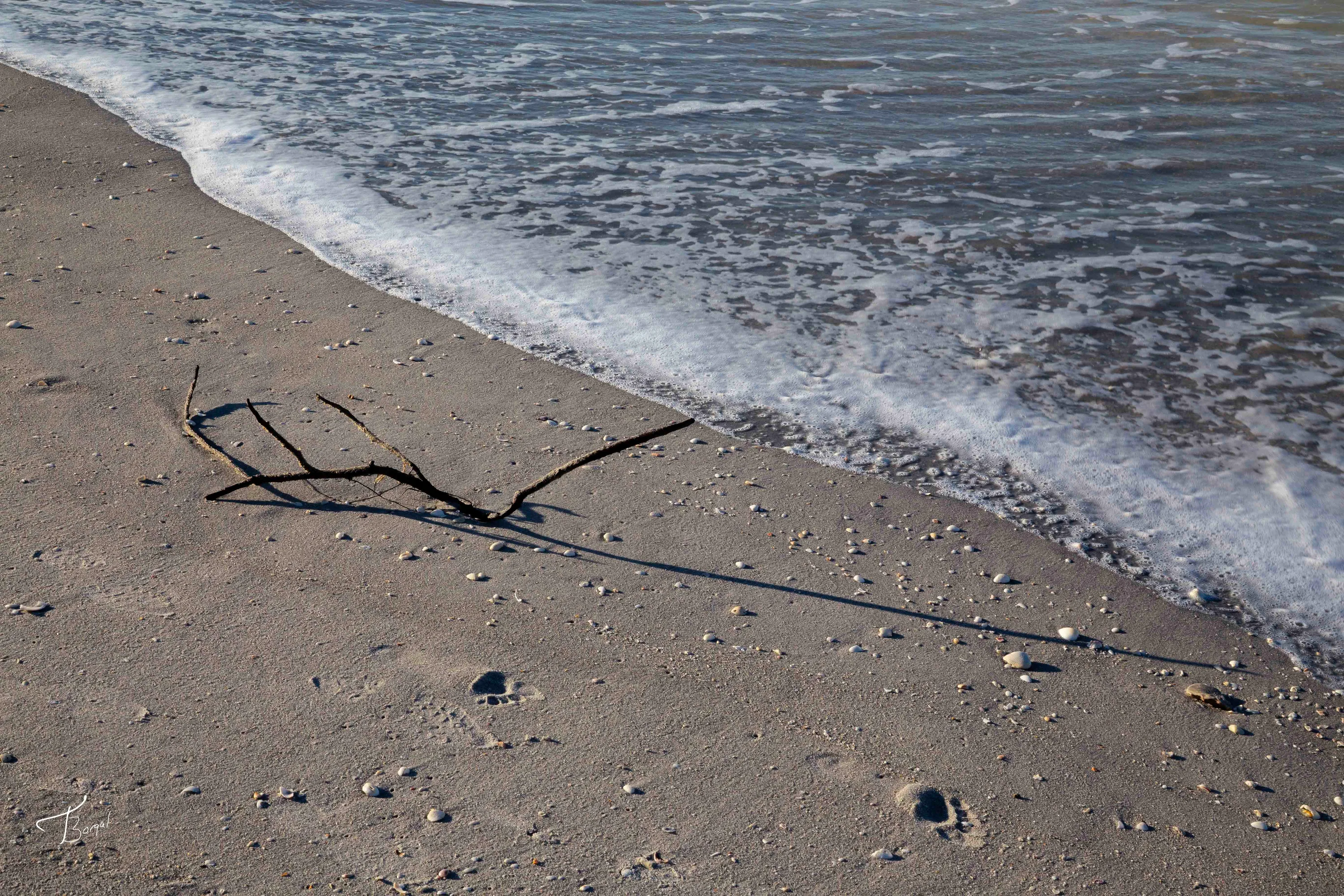 Branch and Foot Prints on Beach