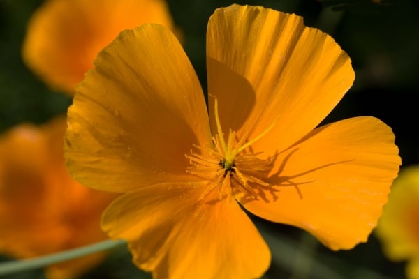 Sunshine and Shadows by Tom Borgal Photography