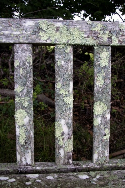 Lichen on Chair by Tom Borgal Photography