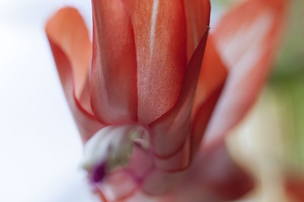 Christmas Cactus Flower by Tom Borgal Photography