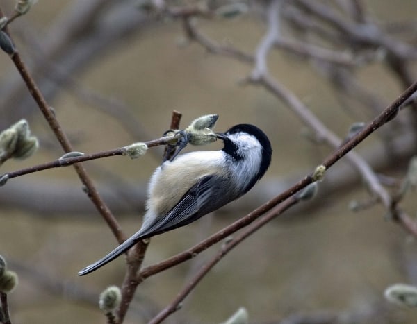 Chickadee and Pussywillow by Tom Borgal Photography