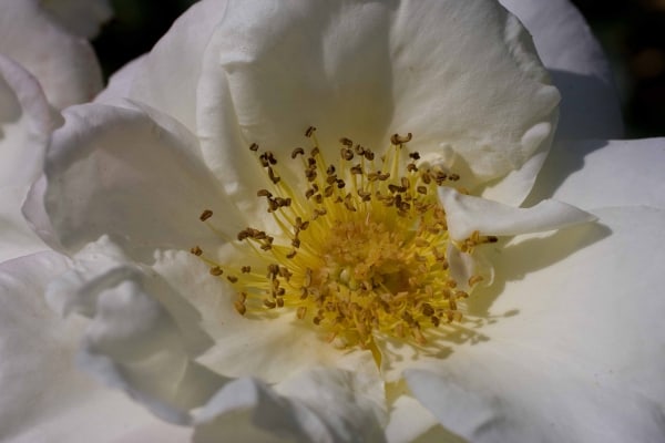 Anther Dance by Tom Borgal Photography