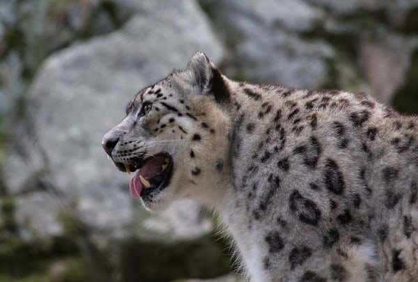 Snow Leopard #2 by Tom Borgal Photography