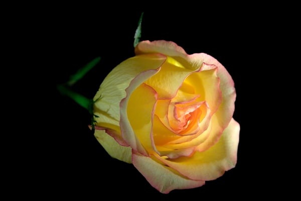 Backlit Rose by Tom Borgal Photography