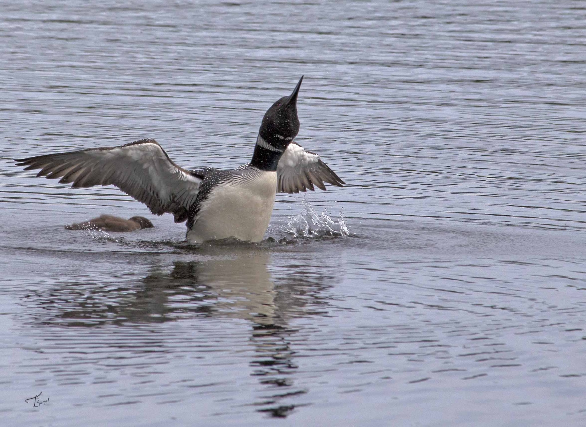 Loon and Baby by Tom Borgal Photography