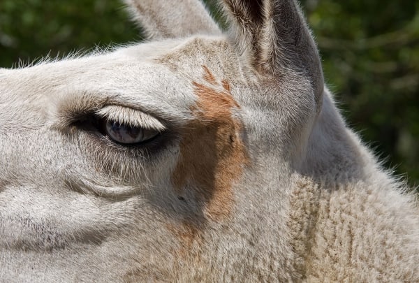 Llama by Tom Borgal Photography