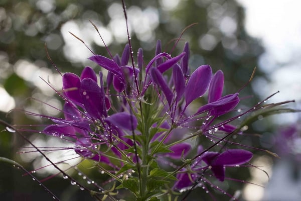Cleome by Tom Borgal Photography